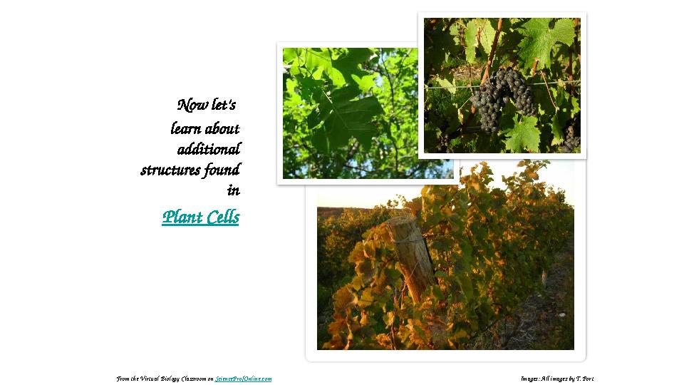 Now let’s learn about additional structures found in Plant Cells • Images: All images by T. PortFrom the Virtual Biology C