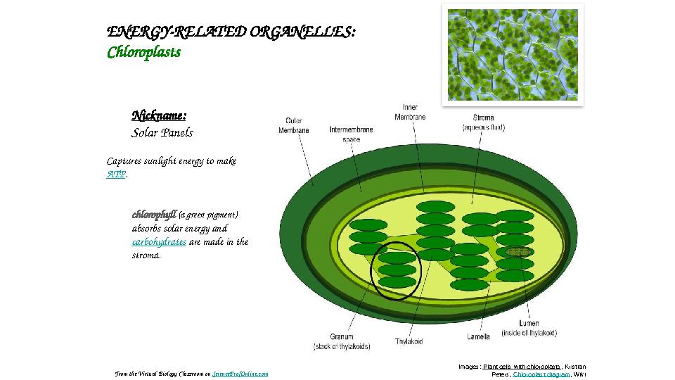 ENERGY-RELATED ORGANELLES: Chloroplasts Nickname: Solar Panels Captures sunlight energy to make ATP . chlorophyll (a green