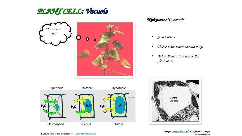 Section 7-2PLANT CELL : Vacuole Nickname: Reservoir • Stores water. • This is what makes lettuce crisp. • When there is low