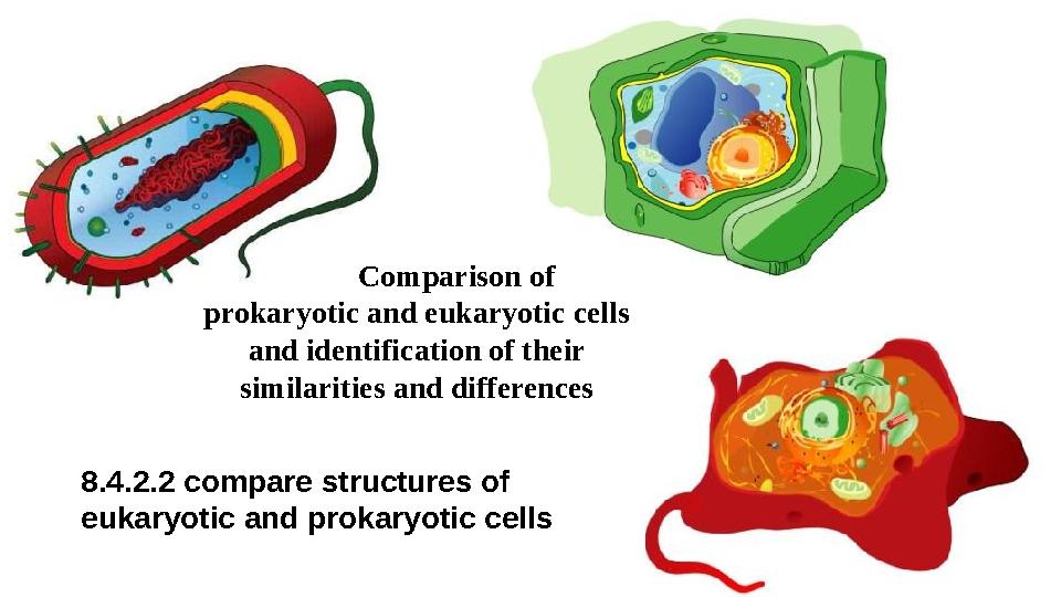 Comparison of prokaryotic and eukaryotic cells and identification of their similarities and differences 8.4.2.2 compare struc