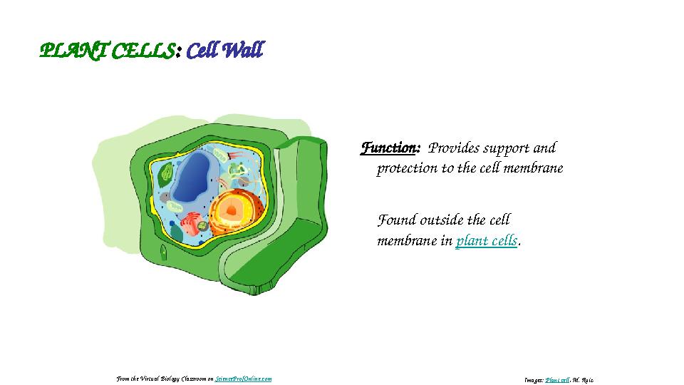 PLANT CELLS : Cell Wall Function : Provides support and protection to the cell membrane Found outside the cell membrane in