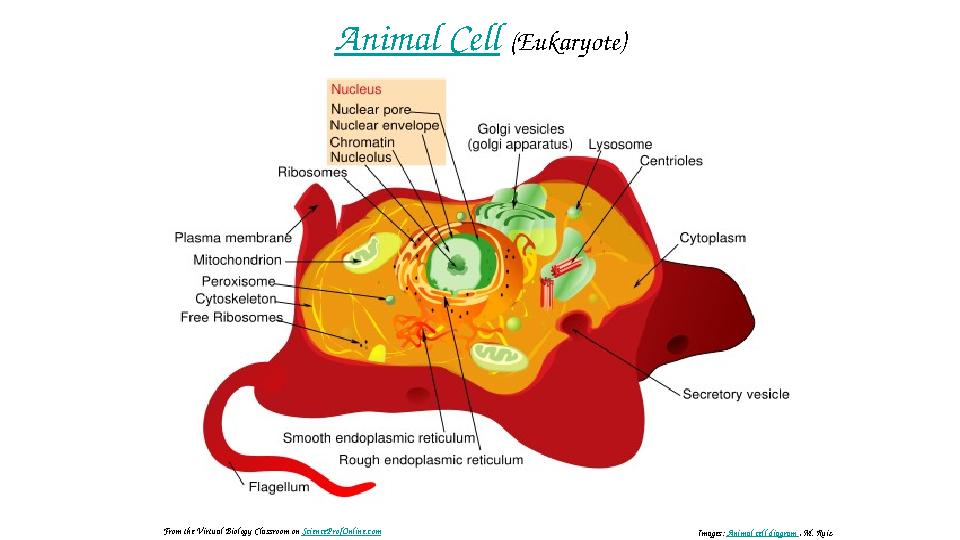 Animal Cell (Eukaryote) Images: Animal cell diagram , M. RuizFrom the Virtual Biology Classroom on ScienceProfOnline.com