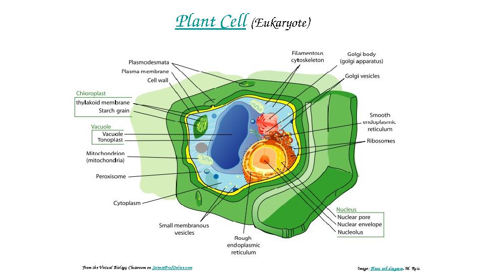 Plant Cell (Eukaryote) Image: Plant cell diagram , M. RuizFrom the Virtual Biology Classroom on ScienceProfOnline.com
