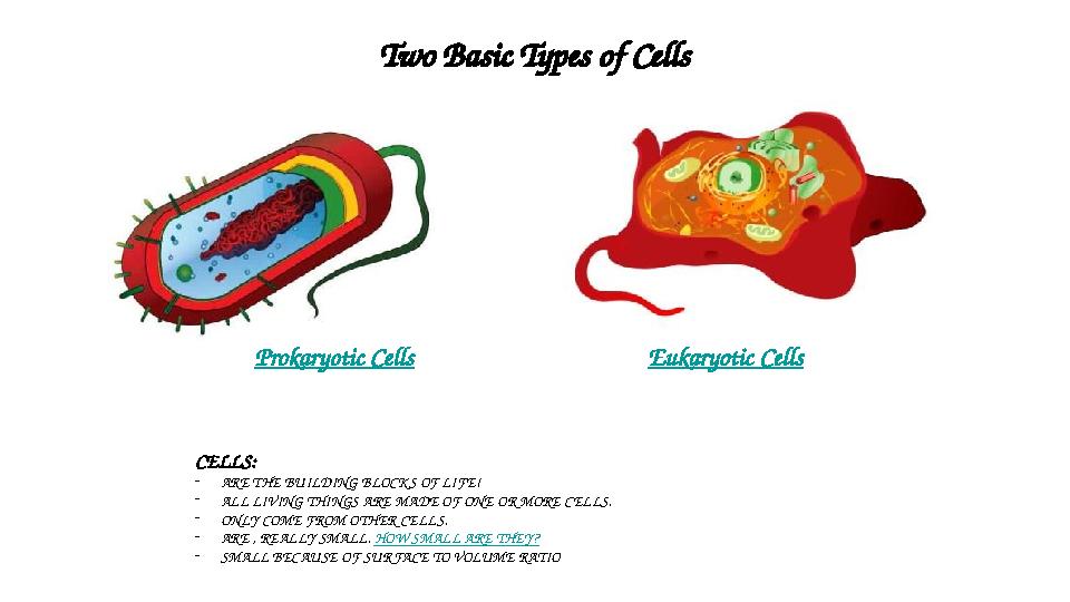 Two Basic Types of Cells Eukaryotic CellsProkaryotic Cells CELLS: - ARE THE BUILDING BLOCK S OF LIFE! - ALL LIVING THINGS ARE M