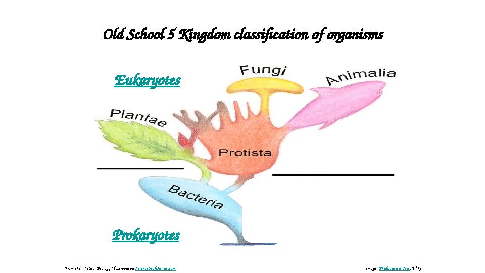 O ld School 5 Kingdom classification of organisms Eukaryotes Prokaryotes Image: Phylogenetic Tree , WikiFrom the Virtual Biol