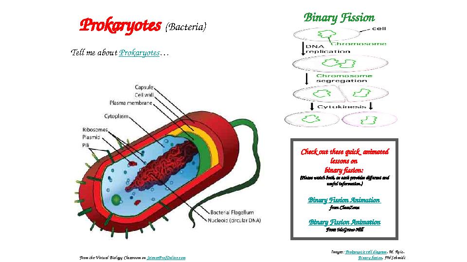 Prokaryotes (Bacteria) Tell me about Prokaryotes … Binary Fission Images: Prokaryotic cell diagram , M. Ruiz, Binary fiss