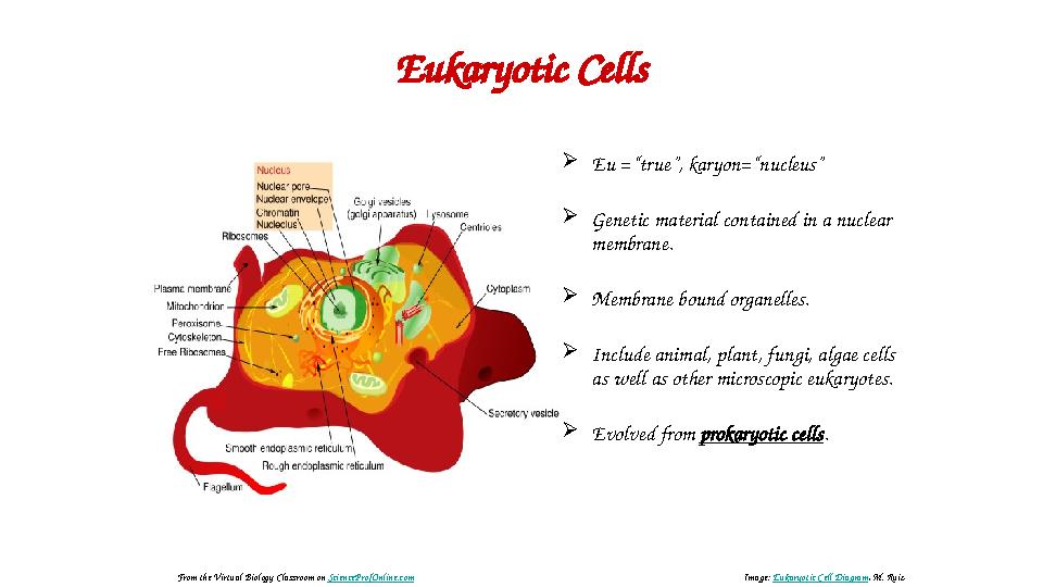 Eukaryotic Cells  Eu =“true”, karyon=“nucleus”  Genetic material contained in a nuclear membrane.  Membrane bound organelles