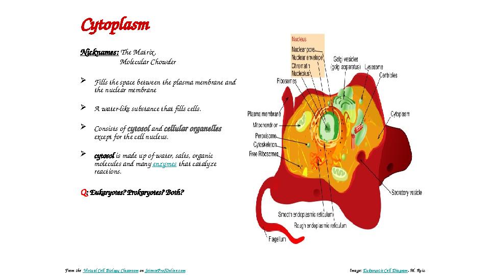 Cytoplasm Nicknames: The Matrix , Molecular Chowder  Fills the space between the plasma membrane and