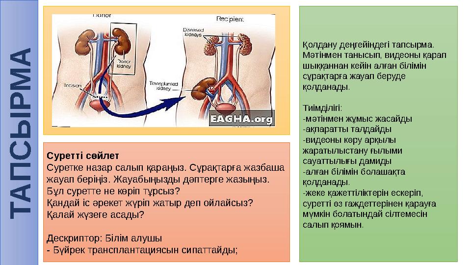 Т А П С Ы Р М АСуретті сөйлет Суретке назар салып қараңыз. Сұрақтарға жазбаша жауап беріңіз. Жауабыңызды дәптерге жазыңыз. Бұл