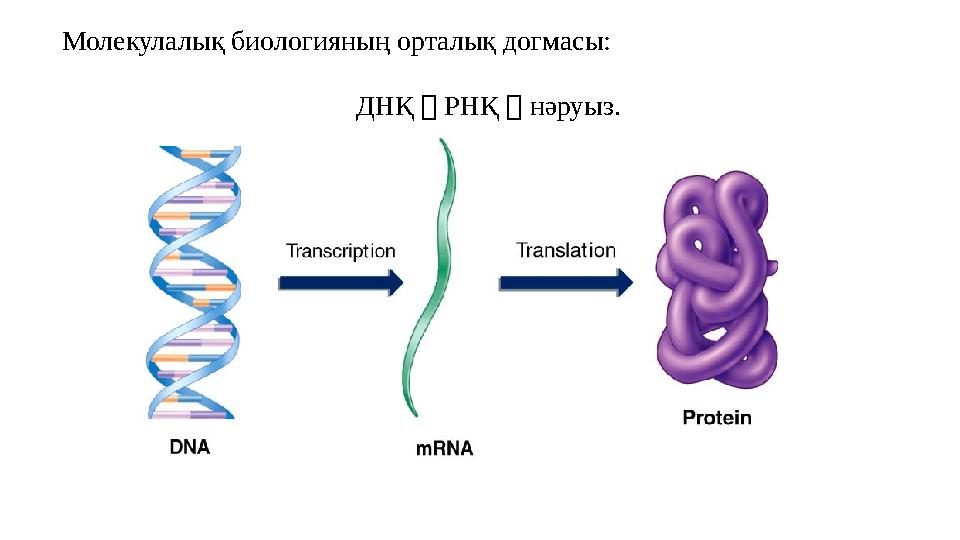Fig. 9.10Молекулалық биологияның орталық догмасы: ДНҚ  РНҚ  нәруыз.