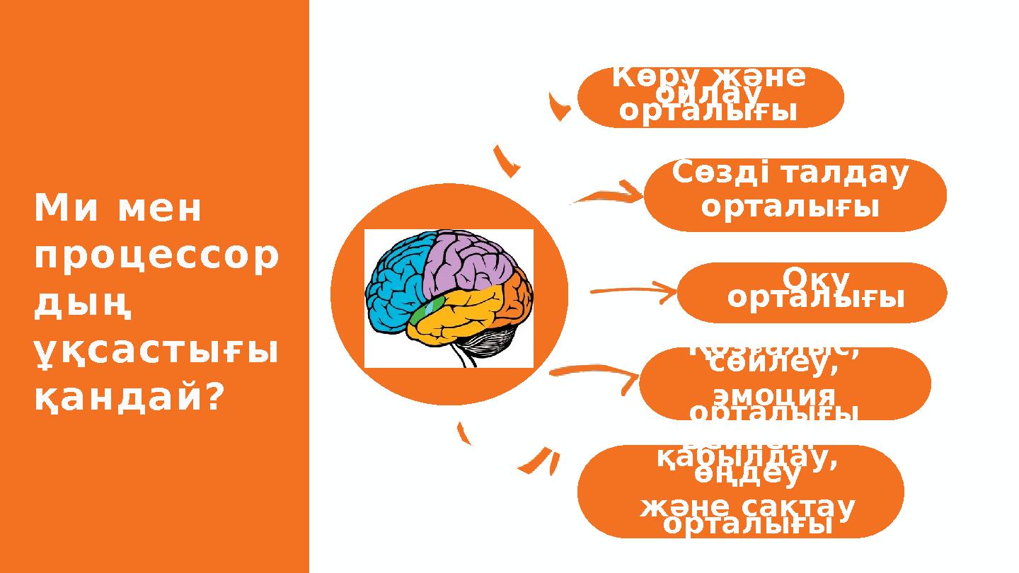 Көру және ойлау орталығы Сөзді талдау орталығы Оқу орталығы Қозғалыс, сөйлеу, эмоция орталығы Бейнені қабылдау, өңдеу жән