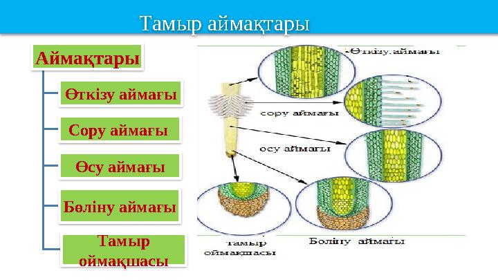 Аймақтары Өткізу аймағы Сору аймағы Өсу аймағы Бөліну аймағы Тамыр оймақшасы Тамыр аймақтары
