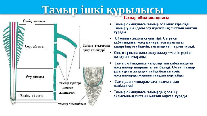 Тамыр оймақшақшасы • Тамыр оймақшасы тамыр бөліміне кірмейді. Тамыр ұшындағы өсу нүктесінің сыртын қаптап тұрад