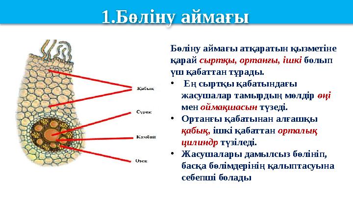 Бөліну аймағы атқаратын қызметіне қарай сыртқы, ортанғы, ішкі болып үш қабаттан тұрады. • Ең сыртқы қабатындағы жасушалар