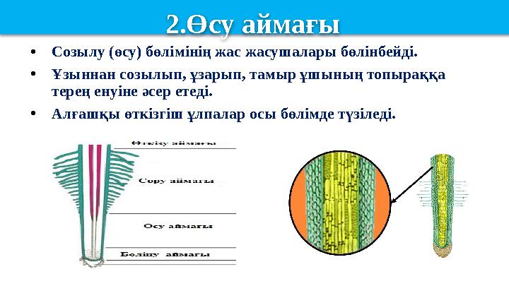 • Созылу (өсу) бөлімінің жас жасушалары бөлінбейді. • Ұзыннан созылып, ұзарып, тамыр ұшының топыраққа терең енуіне әсер етеді.