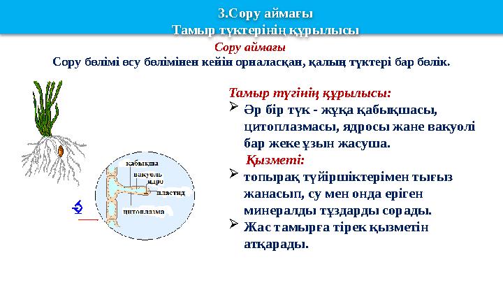 Тамыр түгінің құрылысы:  Әр бір түк - жұқа қабықшасы, цитоплазмасы, ядросы жане вакуолі бар жеке ұзын жасуша. Қызметі:
