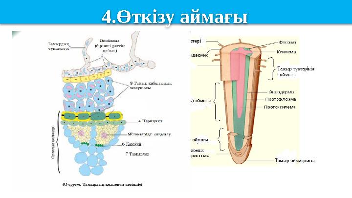 Су мен онда еріген қоректі заттарды тамырдан өсімдіктің жер үсті мүшелеріне өткізеді. Бұл бөлімде тамыр түктері болмайды,
