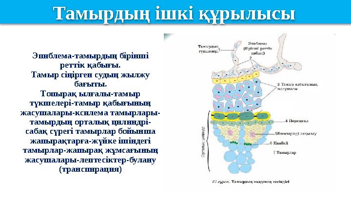 Эпиблема-тамырдың бірінші реттік қабығы. Тамыр сіңірген судың жылжу бағыты. Топырақ ылғалы-тамыр түкшелері-тамыр қабығының ж