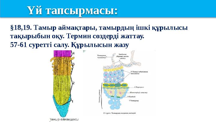 Үй тапсырмасы: §18,19. Тамыр аймақтары, тамырдың ішкі құрылысы тақырыбын оқу. Термин сөздерді жаттау. 57-61 суретті салу. Құры