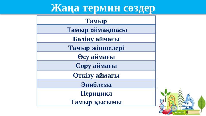 Тамыр Тамыр оймақшасы Бөліну аймағы Тамыр жіпшелері Өсу аймағы Сору аймағы Өткізу аймағы Эпиблема Перицикл Тамыр қысымыЖаңа те