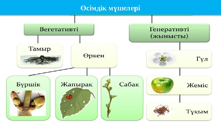 Өсімдік мүшелері