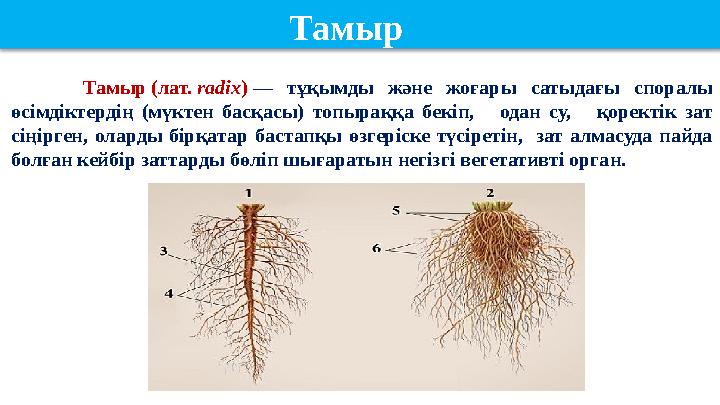 Тамыр (лат. radix ) — тұқымды және жоғары сатыдағы споралы өсімдіктердің (мүктен басқасы) топыраққа бекіп, одан