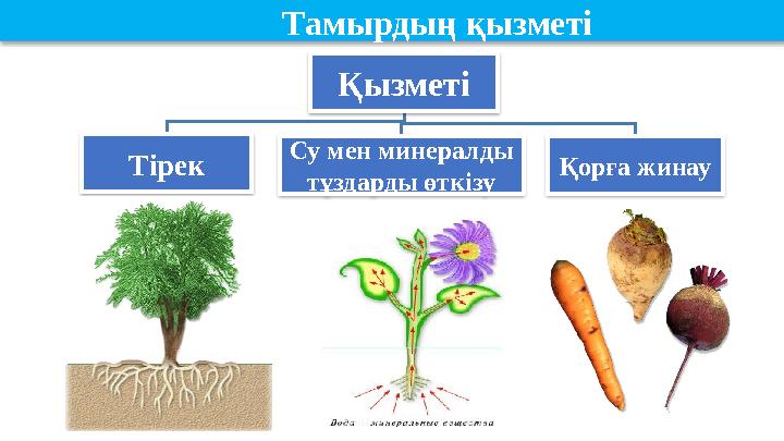 Қызметі Тірек Су мен минералды тұздарды өткізу Қорға жинауТамырдың қызметі