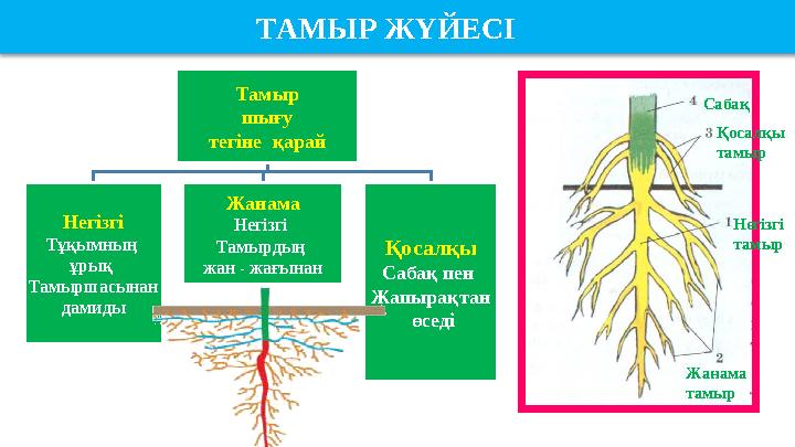 Тамыр шығу тегіне қарай Негізгі Тұқымның ұрық Тамыршасынан дамиды Жанама Негізгі Тамырдың жан - жағынан Қосалқы Сабақ п