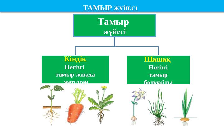 Тамыр жүйесі Кіндік Негізгі тамыр жақсы жетілген Шашақ Негізгі тамыр болмайдыТАМЫР ЖҮЙЕСІ