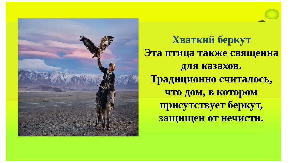 Хваткий беркут Эта птица также священна для казахов. Традиционно считалось, что дом, в котором присутствует беркут, защищен