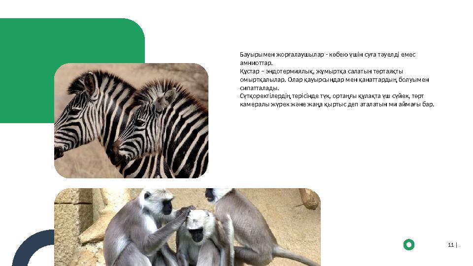 Бауырымен жорғалаушылар - көбею үшін суға тәуелді емес амниоттар. Құстар – эндотермиялық, жұмыртқа салатын төртаяқты омыртқалы