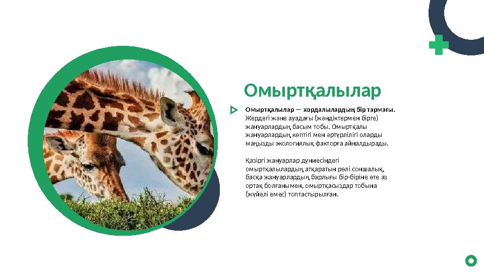 Омыртқалылар Омыртқалылар — хордалылардың бір тармағы. Жердегі және ауадағы (жәндіктермен бірге) жануарлардың басым тобы. Ом