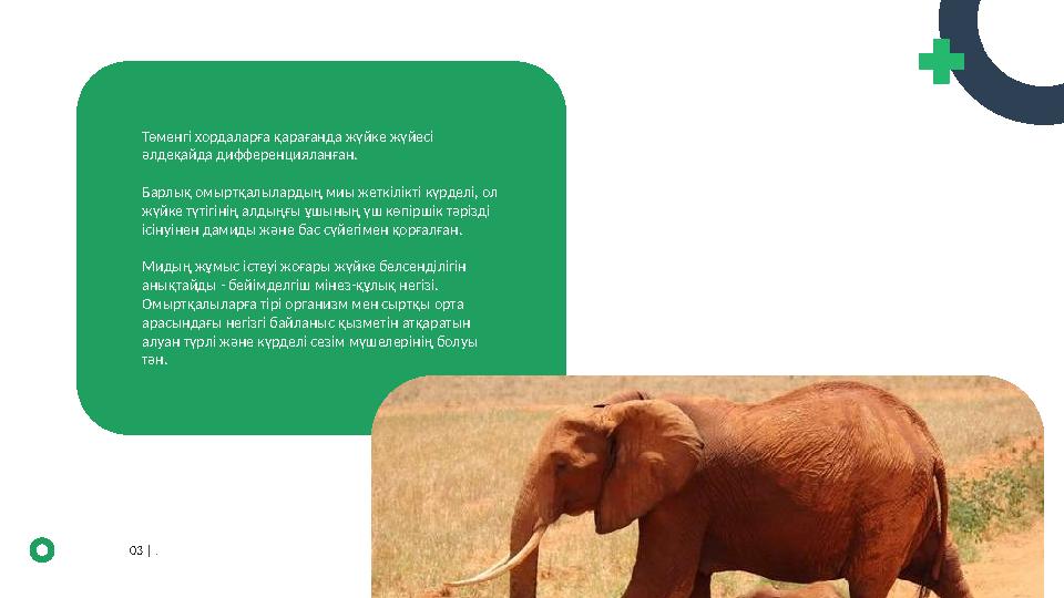 03 | .Төменгі хордаларға қарағанда жүйке жүйесі әлдеқайда дифференцияланған. Барлық омыртқалылардың миы жеткілікті күрделі,