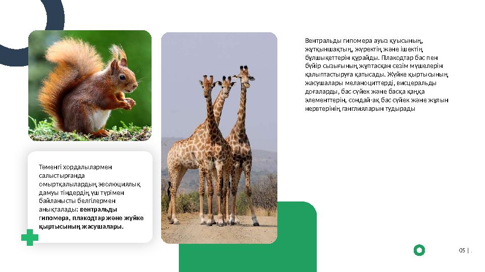 Төменгі хордалылармен салыстырғанда омыртқалылардың эволюциялық дамуы тіндердің үш түрімен байланысты белгілермен анықталад