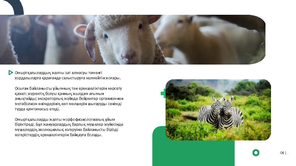 Омыртқалылардың жалпы зат алмасуы төменгі хордалыларға қарағанда салыстыруға келмейтін жоғары. Осыған байланысты ұйымның тән ер