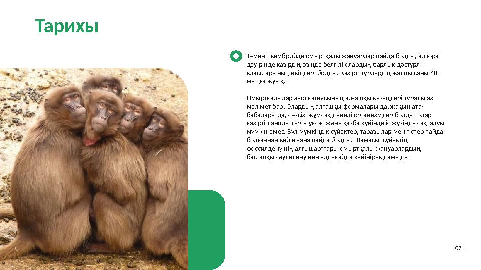 Тарихы Төменгі кембрийде омыртқалы жануарлар пайда болды, ал юра дәуірінде қазірдің өзінде белгілі олардың барлық дәстүрлі кла