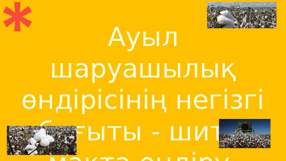 Ауыл шаруашылық өндірісінің негізгі бағыты - шитті мақта өндіру.