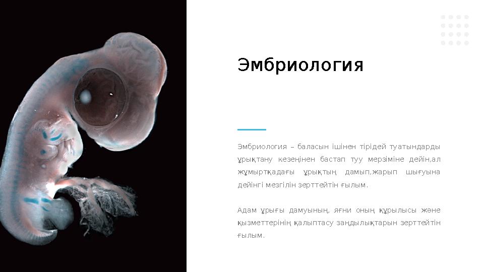 Эмбриология – баласын ішінен тірідей туатындарды ұрықтану кезеңінен бастап туу мерзіміне дейін,ал жұмыртқадағы ұрық
