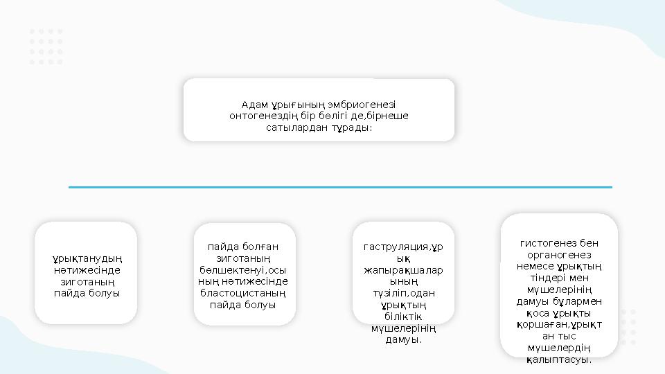 Адам ұрығының эмбриогенезі онтогенездің бір бөлігі де,бірнеше сатылардан тұрады: ұрықтанудың нәтижесінде зиготаның пайда бо