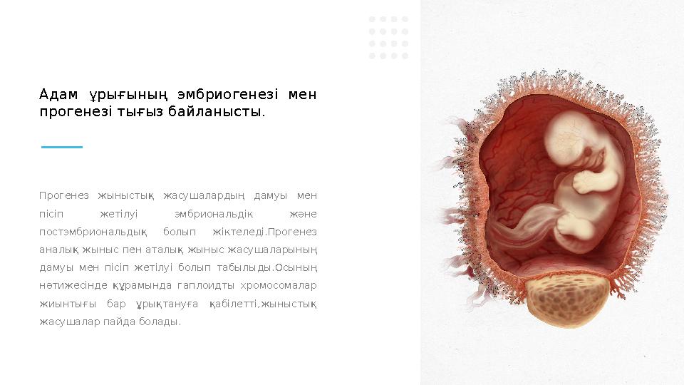 Прогенез жыныстық жасушалардың дамуы мен пісіп жетілуі эмбриональдік және постэмбриональдық болып жіктеледі.Прогенез