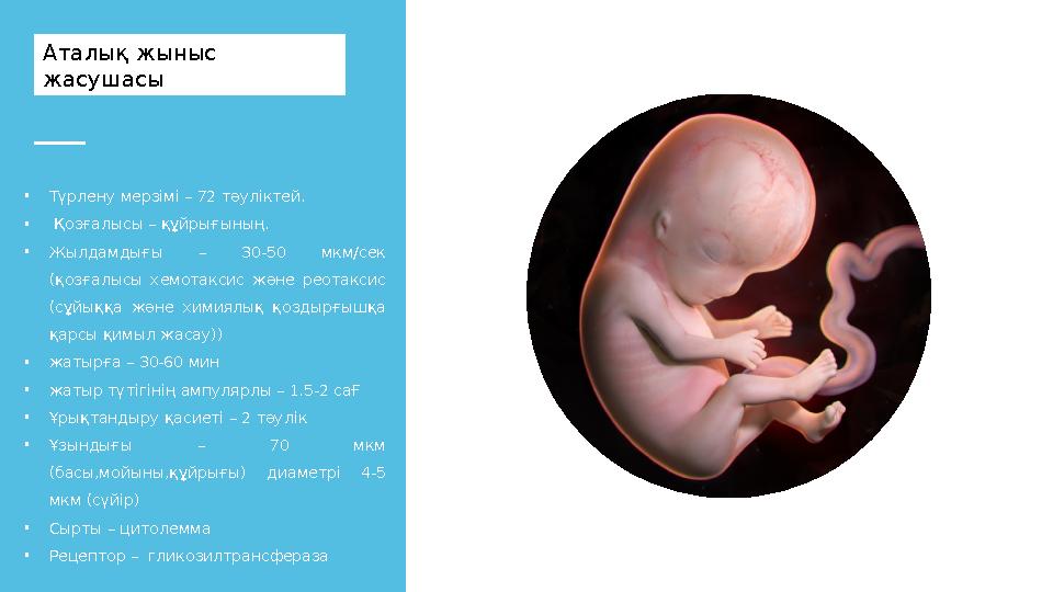 Аталық жыныс жасушасы • Түрлену мерзімі – 72 тәуліктей. • Қозғалысы – құйрығының. • Жылдамдығы – 30-50 мкм/сек (қозғалыс