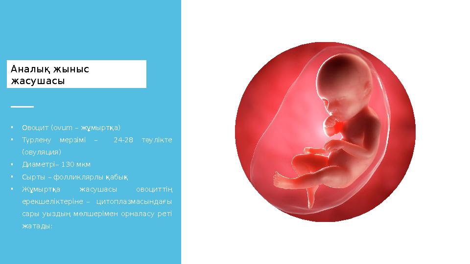 Аналық жыныс жасушасы • Овоцит ( ovum – жұмыртқа) • Түрлену мерзімі – 24-28 тәулікте (овуляция) • Диаметрі– 130 мкм •
