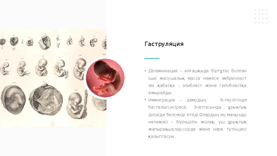 • Деламинация – алғашқыда біртұтас болған ішкі жасушалық масса немесе эмбриоласт екі қабатқа : эпибласт және гипо