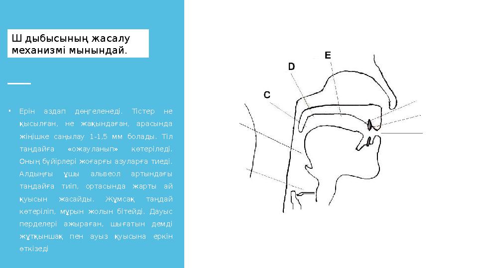 Ш дыбысының жасалу механизмі мынындай. • Ерін аздап дөңгеленеді. Тістер не қысылған, не жақындаған, арасында жіңішке