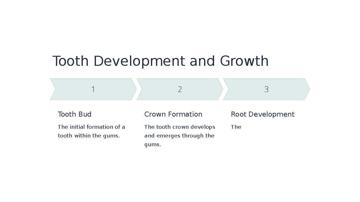 Tooth Development and Growth Tooth Bud The initial formation of a tooth within the gums. Crown Formation The tooth crown develo