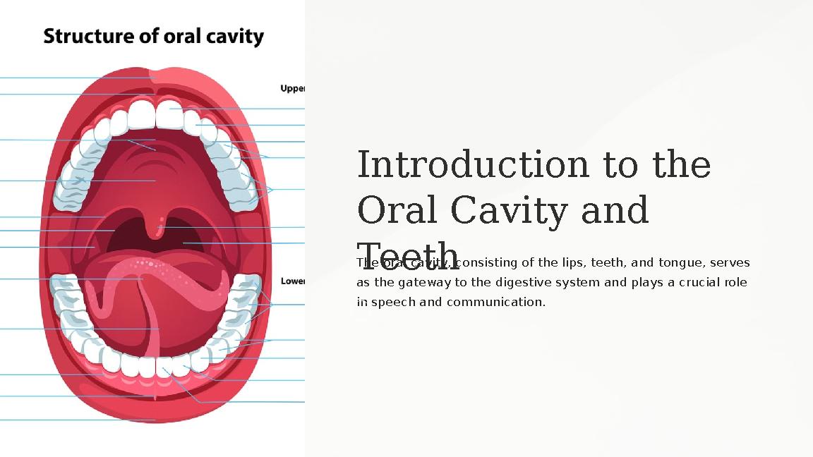 Introduction to the Oral Cavity and TeethThe oral cavity, consisting of the lips, teeth, and tongue, serves as the gateway to