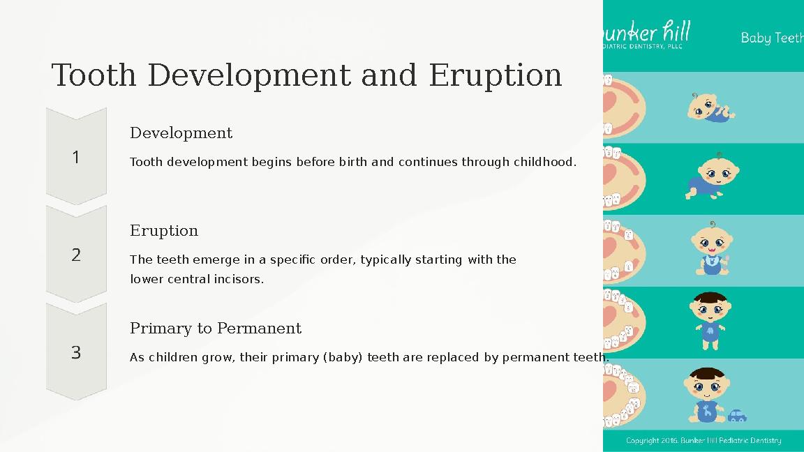 Tooth Development and Eruption Development Tooth development begins before birth and continues through childhood. Eruption The t