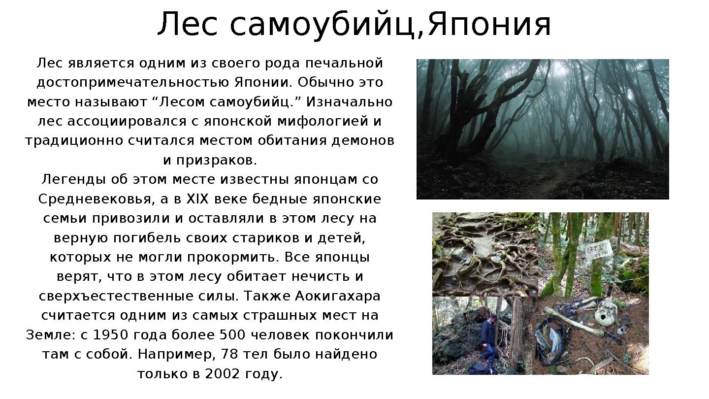 Лес является одним из своего рода печальной достопримечательностью Японии. Обычно это место называют “Лесом самоубийц.” Изнача
