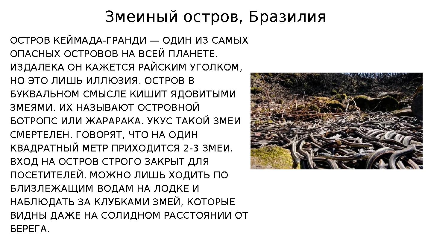 Змеиный остров, Бразилия ОСТРОВ КЕЙМАДА-ГРАНДИ — ОДИН ИЗ САМЫХ ОПАСНЫХ ОСТРОВОВ НА ВСЕЙ ПЛАНЕТЕ. ИЗДАЛЕКА ОН КАЖЕТСЯ РАЙСКИМ У