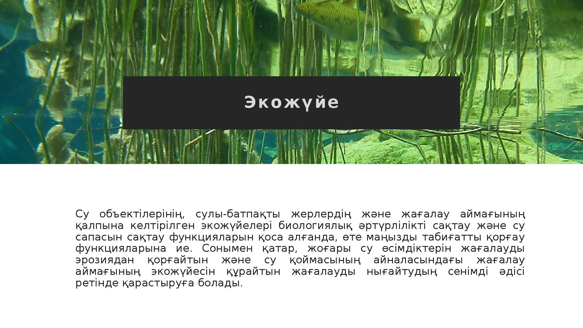 Э к о ж ү й е Су объектілерінің, сулы-батпақты жерлердің және жағалау аймағының қалпына келтірілген экожүйелері биолог